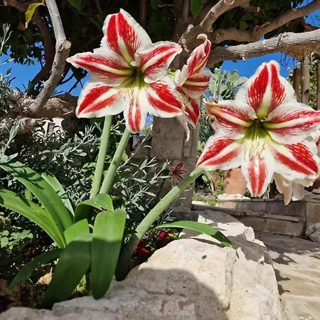 Oikos Selinolithos